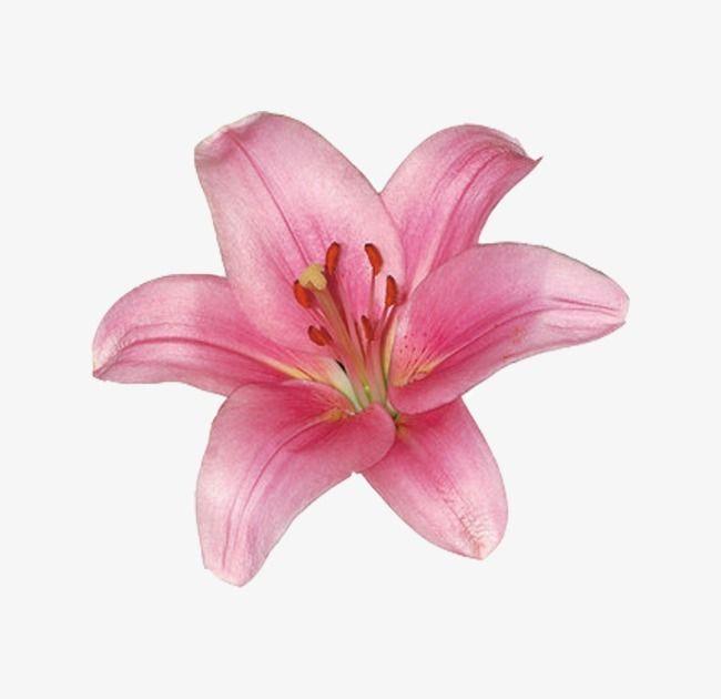 Whisper of Dawn: Pastel Petal Symphony